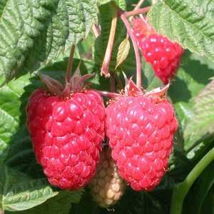 raspberry Cascade Delight