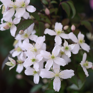 Clematis montana var. wilsonii 