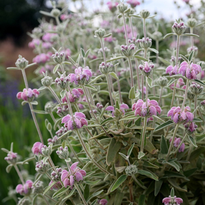Phlomis italica 