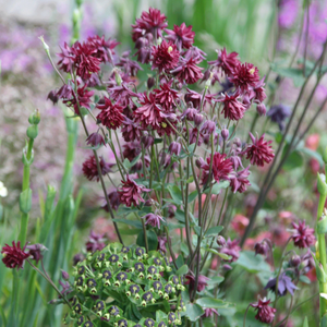 Aquilegia vulgaris var. stellata Ruby Port