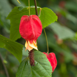 Abutilon megapotamicum