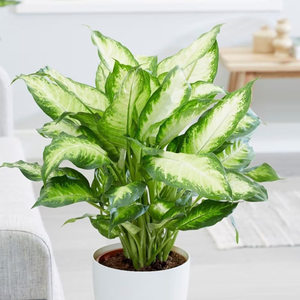 Dieffenbachia Camille