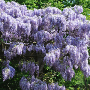 Wisteria sinensis Prolific