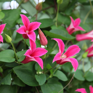 Clematis Princess Diana