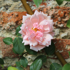Rosa Albertine