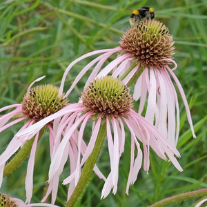 Echinacea pallida Hula Dancer