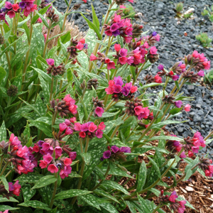 Pulmonaria Raspberry Splash (PBR)