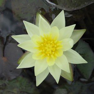 Nymphaea Pygmaea Helvola