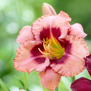Hemerocallis Strawberry Candy