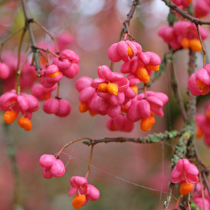 Euonymus europaeus Red Cascade