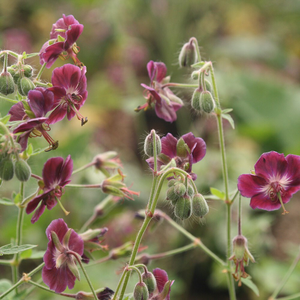 Geranium phaeum var. phaeum Samobor