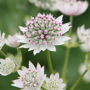 Astrantia major Star of Billion (PBR)