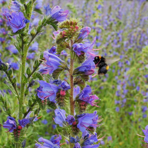 Echium vulgare 