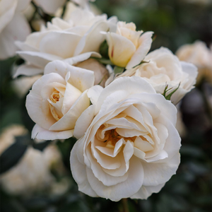 Rosa Champagne Moment ('Korvanaber') (PBR)