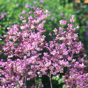 Thalictrum rochebruneanum