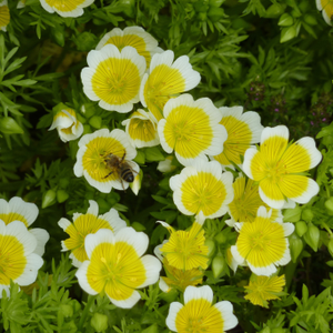 Limnanthes douglasii