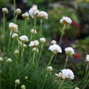 Armeria maritima Morning Star White