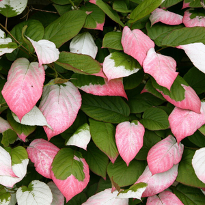 Actinidia kolomikta