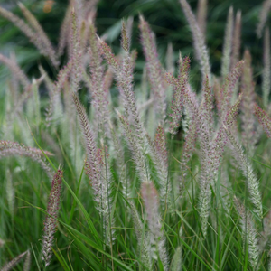 Pennisetum Fairy Tails