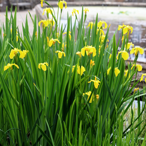 Iris pseudacorus 