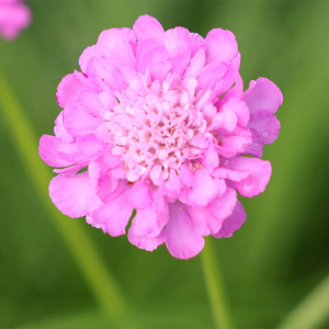 Scabiosa Pink Mist