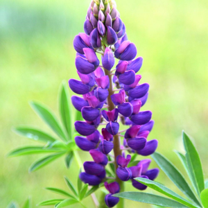 Lupinus Gallery Blue (Gallery Series)