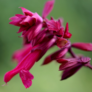 Salvia Wendy's Wish (PBR)