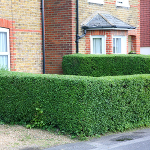 Ligustrum ovalifolium 