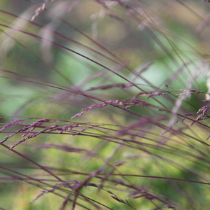 Festuca amethystina