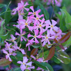 Trachelospermum asiaticum Pink Showers