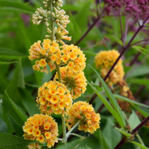 Buddleja × weyeriana Sungold