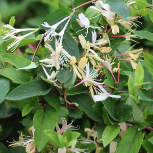 Lonicera japonica var. repens