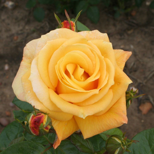 Rosa Arthur Bell