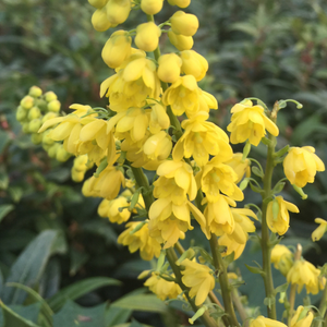 Mahonia × media Charity