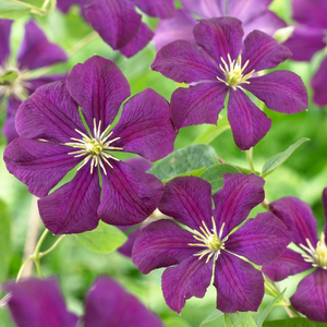 Clematis Étoile Violette