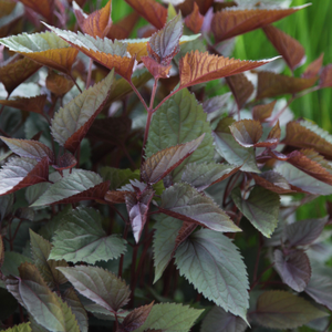 Ageratina altissima Chocolate