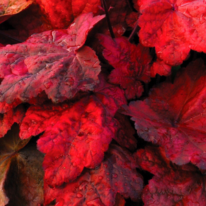 Heuchera Autumn Leaves (PBR)