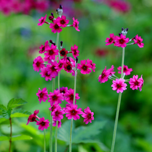 Primula pulverulenta