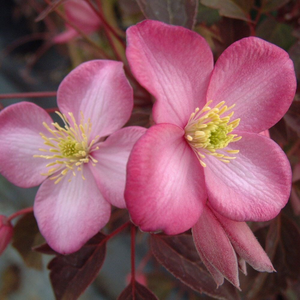 Clematis Freda