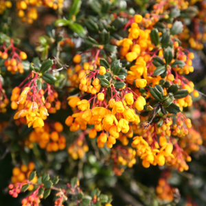 Berberis darwinii 