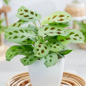 Maranta leuconeura