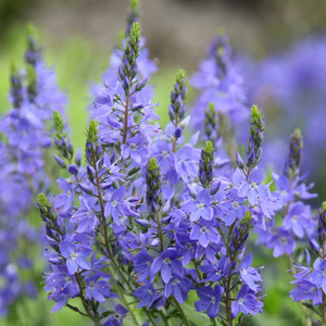 Veronica Shirley Blue
