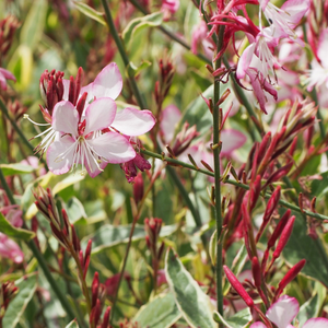 Oenothera lindheimeri Freefolk Rosy ('Harrfolk')