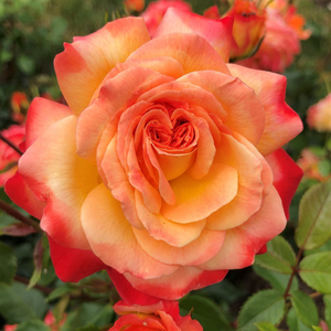 Rosa Meteor ('Korzeigar')