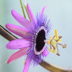 Passiflora Amethyst
