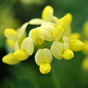 Coronilla valentina subsp. glauca Citrina
