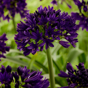 Agapanthus BlackJack ('Dwaghyb02') (PBR)