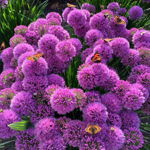 Allium Millennium