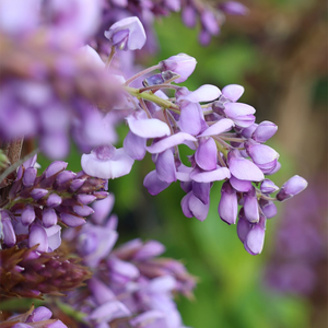 Wisteria brachybotrys Okayama