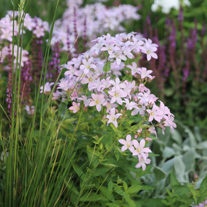 Campanula lactiflora Loddon Anna